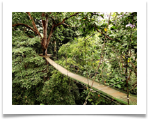 Up in the Canopy Costa Rica - Chris Berg
